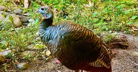 Talking About Turkey Facts 10 Things To Know Before Thanksgiving