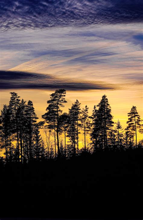 Tall Pine Trees At Sunset Silhouette Free Stock Photo