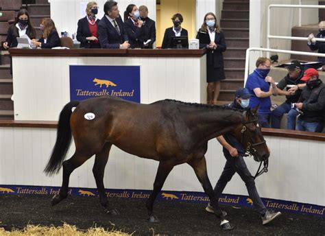 Tattersalls Ireland May Store Sale Archives Tdn Thoroughbred Daily