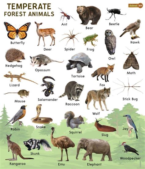 Temperate Forest Animals Found Here