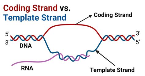Template Strand vs Coding Strand Difference