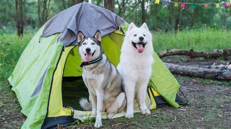 The 11 Best Dog Tents For Bringing Your Dog Camping The 11 Best Dog Tents For Bringing Your Dog Camping
