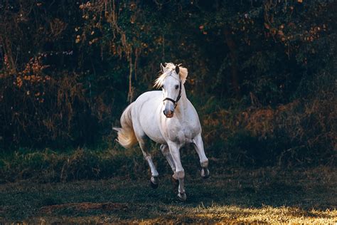 The 12 Best Horse Photography Tips And Tricks Contrastly