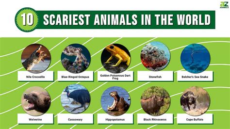 The 13 Scariest Animals In The World