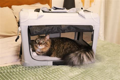 The 5 Best Cat Carriers For Car Travel Tested And Reviewed