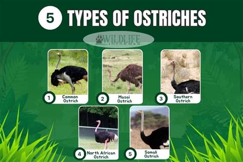 The 5 Different Types Of Ostriches Pictures Wildlife Informer The 5 Different Types Of Ostriches Pictures Wildlife Informer