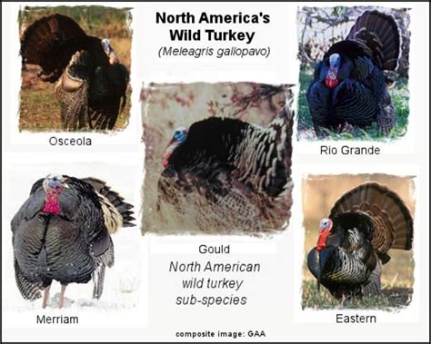 The 5 Wild Turkey Subspecies In North America With Photos Owlcation