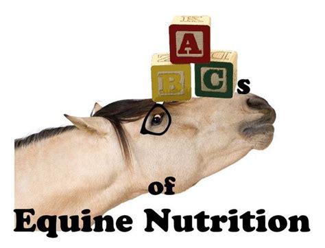 The Abcs Of Equine Nutrition An A To Z Guide To Better Understanding The Letter A The Equine Nutrition Nerd