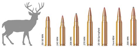 The Best Rifle Rounds For Hunting Whitetail Deer