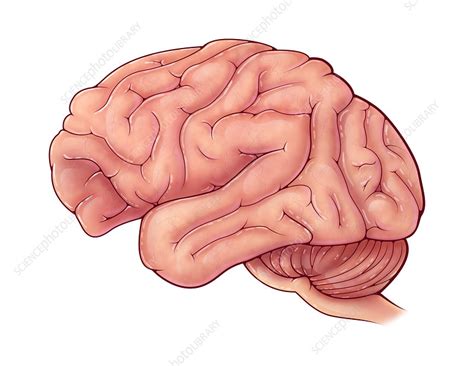 The Brain Of The Chimpanzee Chapter 19 Chimpanzee The Brain Of The Chimpanzee Chapter 19 Chimpanzee