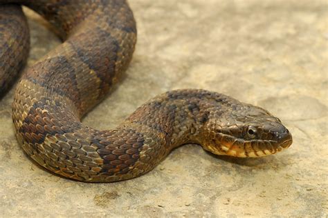 The Buckeye Herps Blog Michigan Snake Identification Venomous Or Not