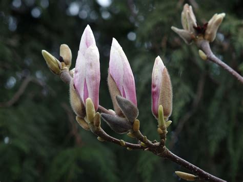 The Buds Of Spring Nature S Depths The Buds Of Spring Nature S Depths