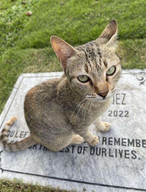 The Cat I Spent Time With The Last Time I Was Here Andito Ulet Siya