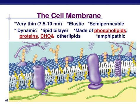 The Cell Membrane Ppt Download The Cell Membrane Ppt Download