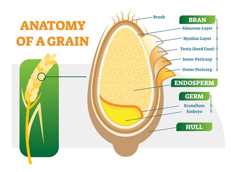 Bran: The Edible Outer Grain Layer