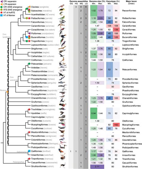 The Evolution Of Transposable Elements Genome Size And Chromosome Download Scientific Diagram