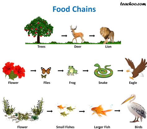 The Food Chain For Kids Hubpages