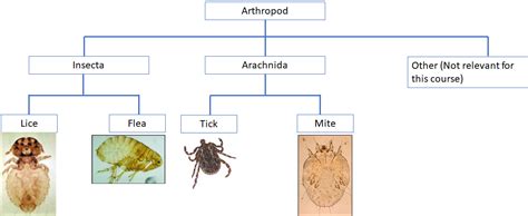 The Four Arthropod Animal Fleas Mites Ticks And Flies Is Of Photo Image The Four Arthropod Animal Fleas Mites Ticks And Flies Is Of Photo Image