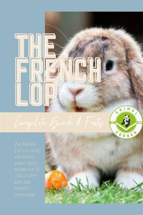 The French Lop Complete Guide Amp Facts
