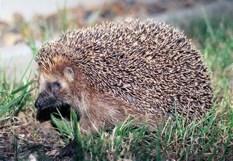 The Hedgehog Wikipedia The Hedgehog Wikipedia
