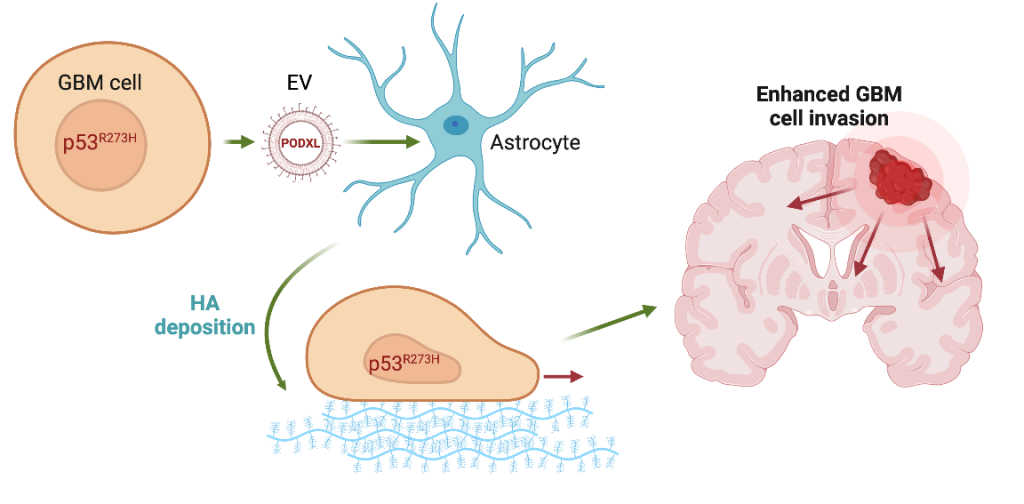 The Influence Of Hyaluronic Acid And Glioblastoma Cell Coculture On The