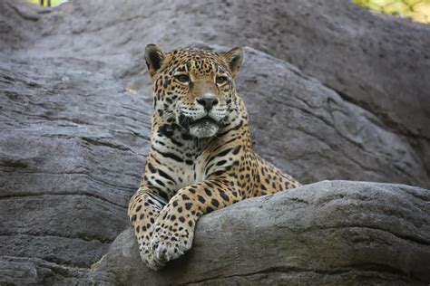 The Jaguar Guyana S Majestic National Animal Miss World Guyana The Jaguar Guyana S Majestic National Animal Miss World Guyana