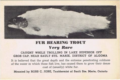 The Legend Of The Fur Bearing Trout Fish Wrapped In Fur To Keep Them