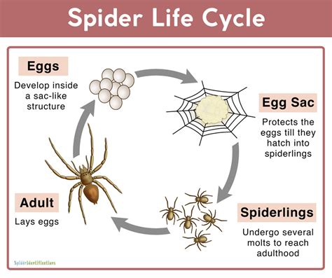 The Life Cycle Of A Spider Eggs Spiderlings And Adults