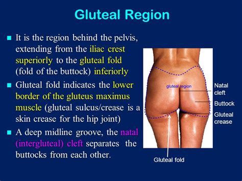 The Medical Term For Butt Crack Is Intergluteal Cleft Random Facts