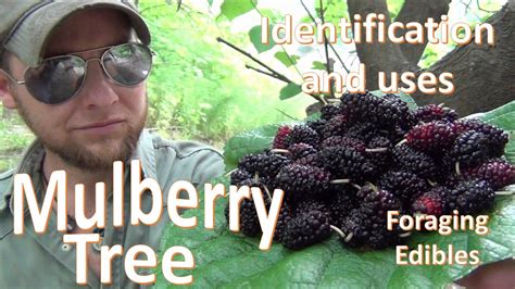 The Mulberry Tree Uses And Identification Survival Foraging Youtube
