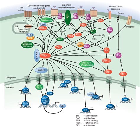 The Myriad Roles Of Cyclic Amp In Microbial Pathogens From Signal To Sword Nature Reviews Microbiology