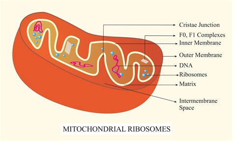 The Organelle Other Than The Nucleus Containing Dna Is A Lysosome B