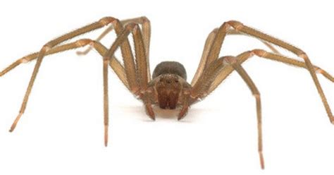 The Persistent Myth Of The California Brown Recluse Redefine Pbs Socal