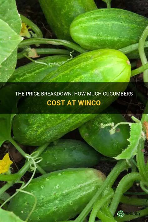 The Price Breakdown How Much Cucumbers Cost At Winco Shuncy