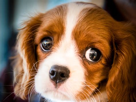 The Scientific Reason Why Puppy Dog Eyes Make You Melt