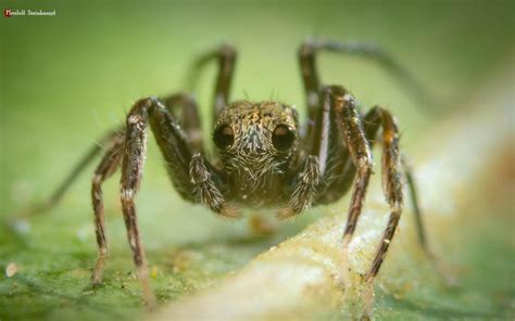 The Smallest Wolf Spider In The World Minicosa Neptuna From South Africa R Spiders The Smallest Wolf Spider In The World Minicosa Neptuna From South Africa R Spiders