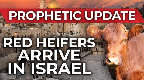 The Truth About The Red Heifer Of Israel What The Bible Actually Says