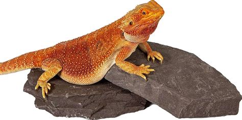 The Ultimate Guide Bearded Dragon Basking Rocks Unlocking The Key Talis Us