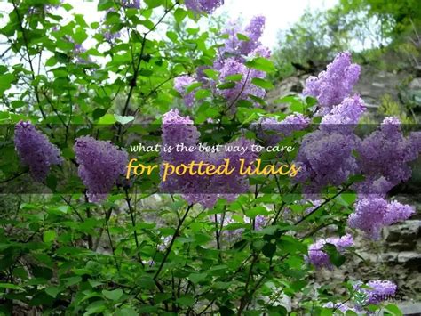 The Ultimate Guide To Caring For Potted Lilacs Expert Tips For Keeping The Ultimate Guide To Caring For Potted Lilacs Expert Tips For Keeping