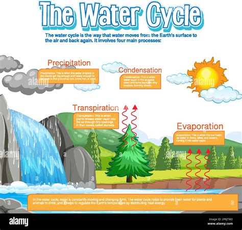 Water Cycle Diagram Explained