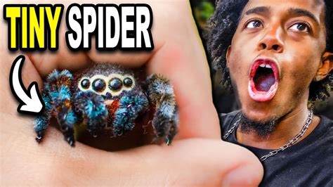The World S Cutest Spider Youtube The World S Cutest Spider Youtube