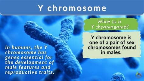 The Y Chromosome Is Disappearing So What Does That Mean For Men