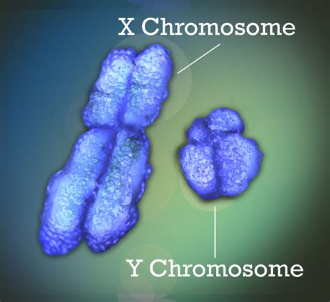 The Y Chromosome Is Disappearing So What S In The Future For Men The Wire
