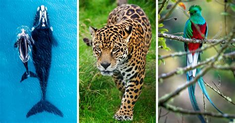 These Are The 7 Best Places To See Wild Animals In Mexico These Are The 7 Best Places To See Wild Animals In Mexico