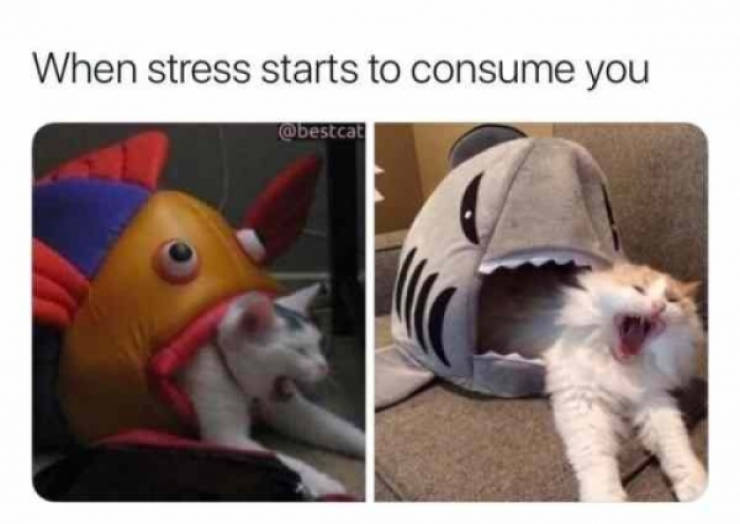 These Stressed Out Memes Are Way Too Relatable 30 Pics Izismile Com