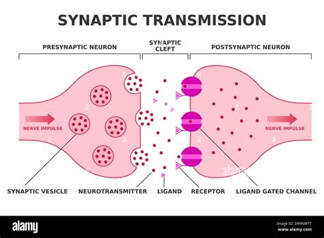 This Diagram Shows A Postsynaptic Neuron An Axon From A Presynaptic