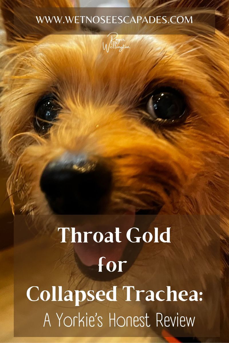 Throat Gold For Dogs Side Effects Review A Yorkie With Collapsed