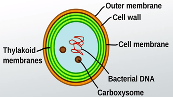 Thylakoid Membrane In Photosynthesis Definition Function Structure