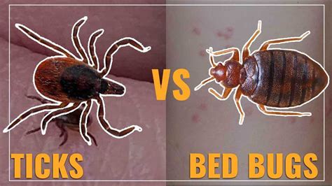 Tick Vs Bed Bug Differences Identification And Prevention Updated Tick Vs Bed Bug Differences Identification And Prevention Updated