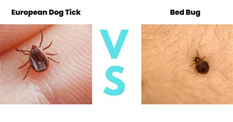 Tick Vs Bed Bug How To Tell The Difference Between Th Vrogue Co Tick Vs Bed Bug How To Tell The Difference Between Th Vrogue Co